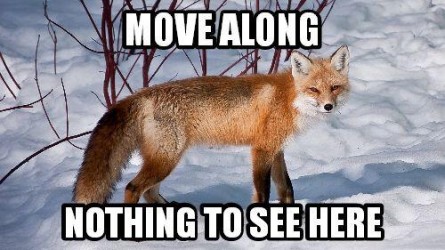 (Courtesy CapitolHillFox)